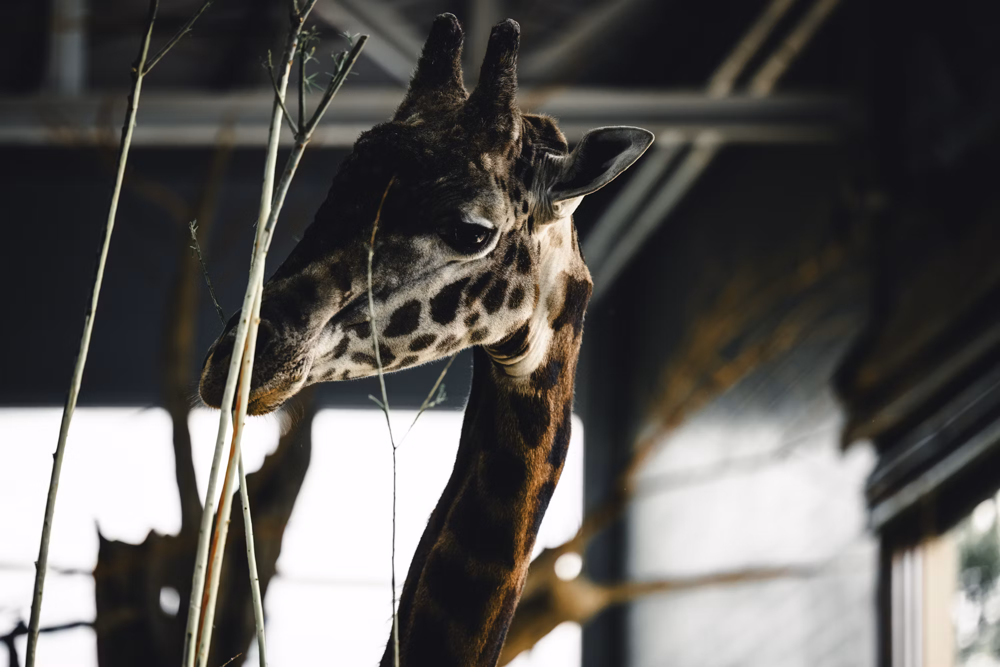 Embracing Nature: A Comprehensive Guide to Wildlife Watching